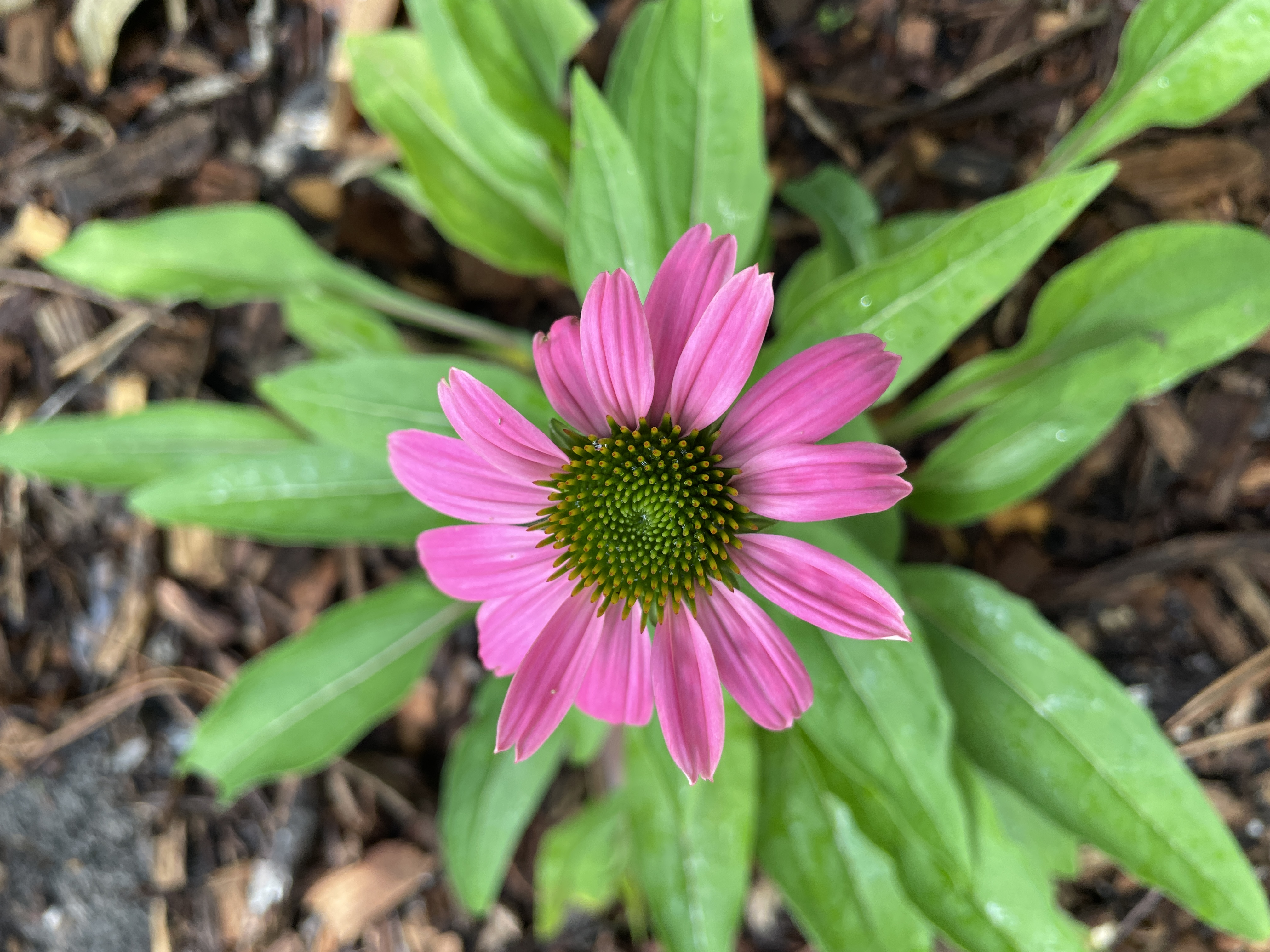 purple coneflower in bloom