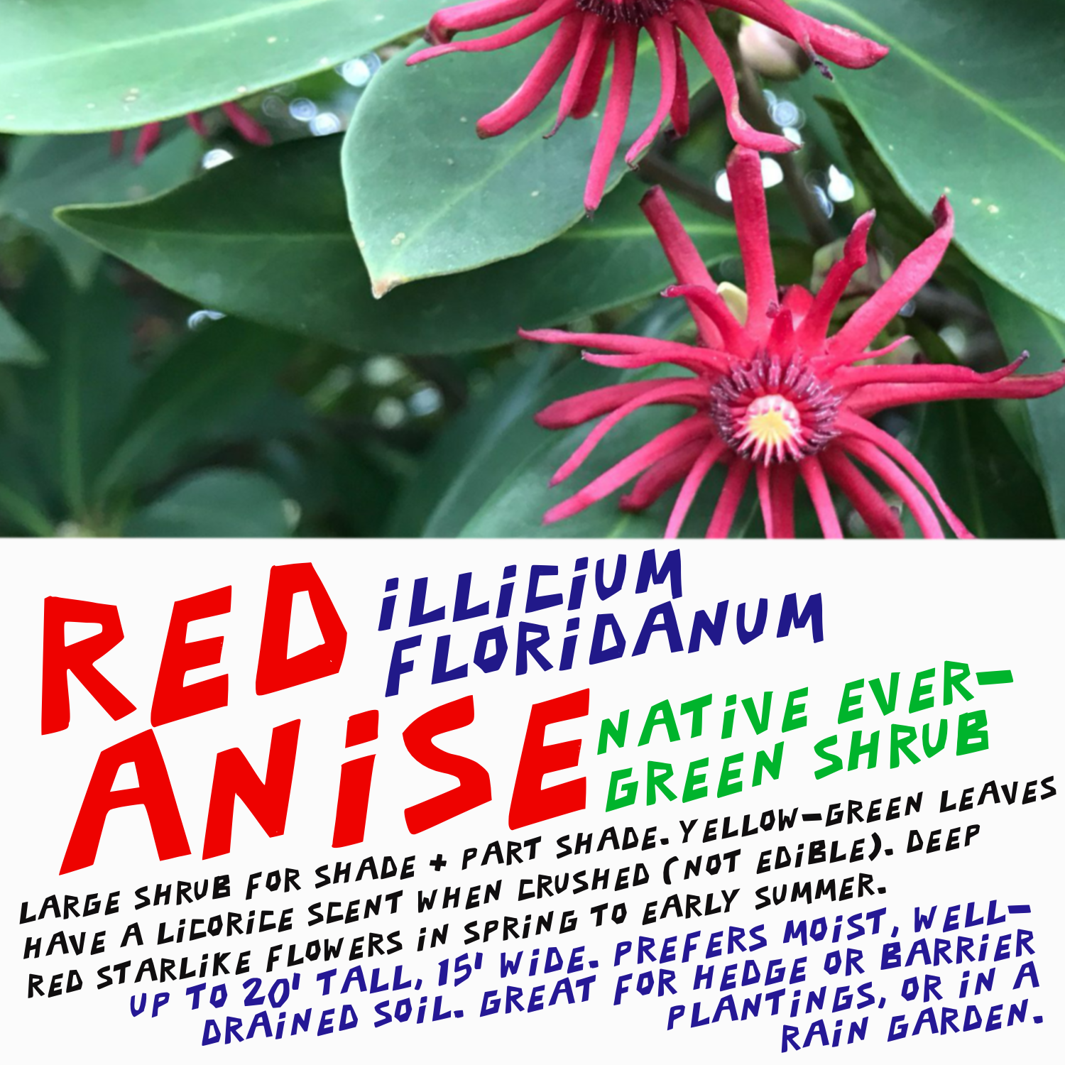 a decorative sign showing a red hibiscus