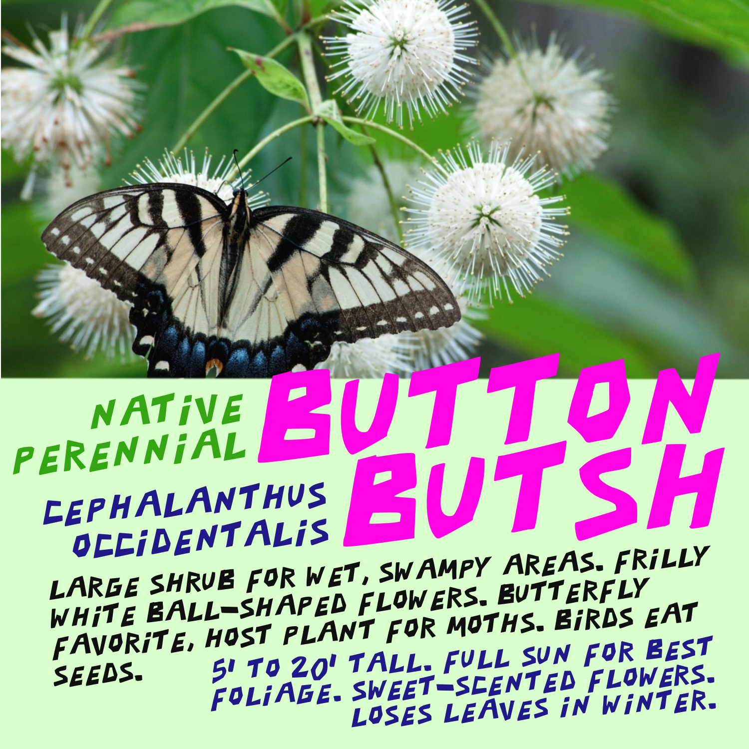 a decorative sign showing a button bush
