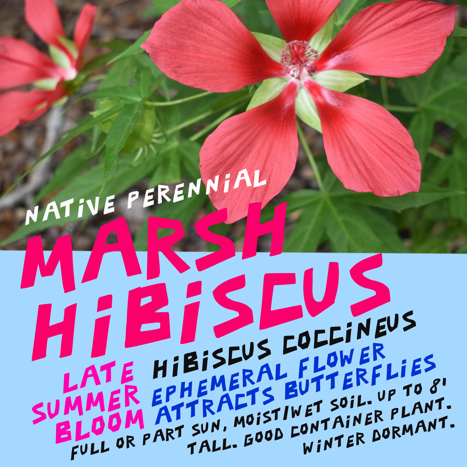 a decorative sign showing a red hibiscus